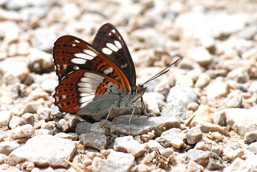 Limenitis camilla del Vicentino